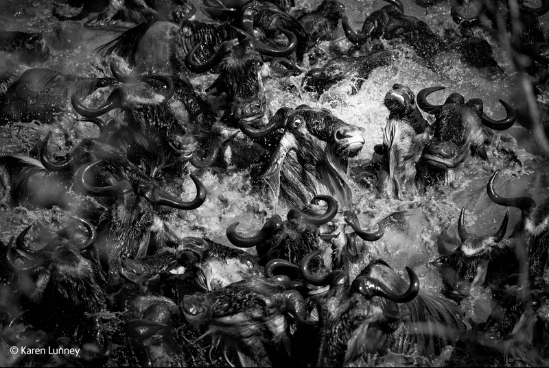 Illustration for article titled The Competition Is Fierce For This Year's Best Wildlife Photographer
